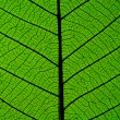 iStock_000004306443XSmall